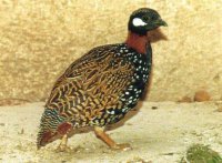 Black Partridge